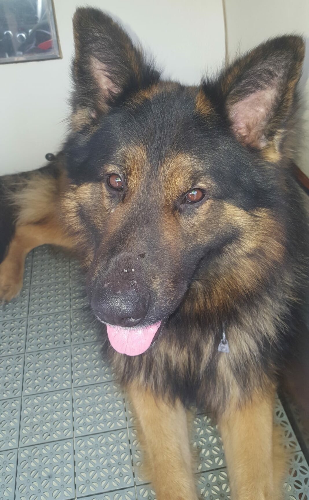 Addio Battman, morto il fantastico cane carabiniere antidroga