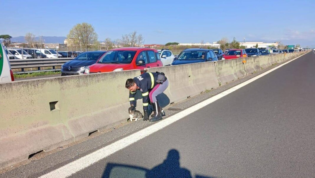 Salvato da una pattuglia della Polstrada un gatto finito sulla A11