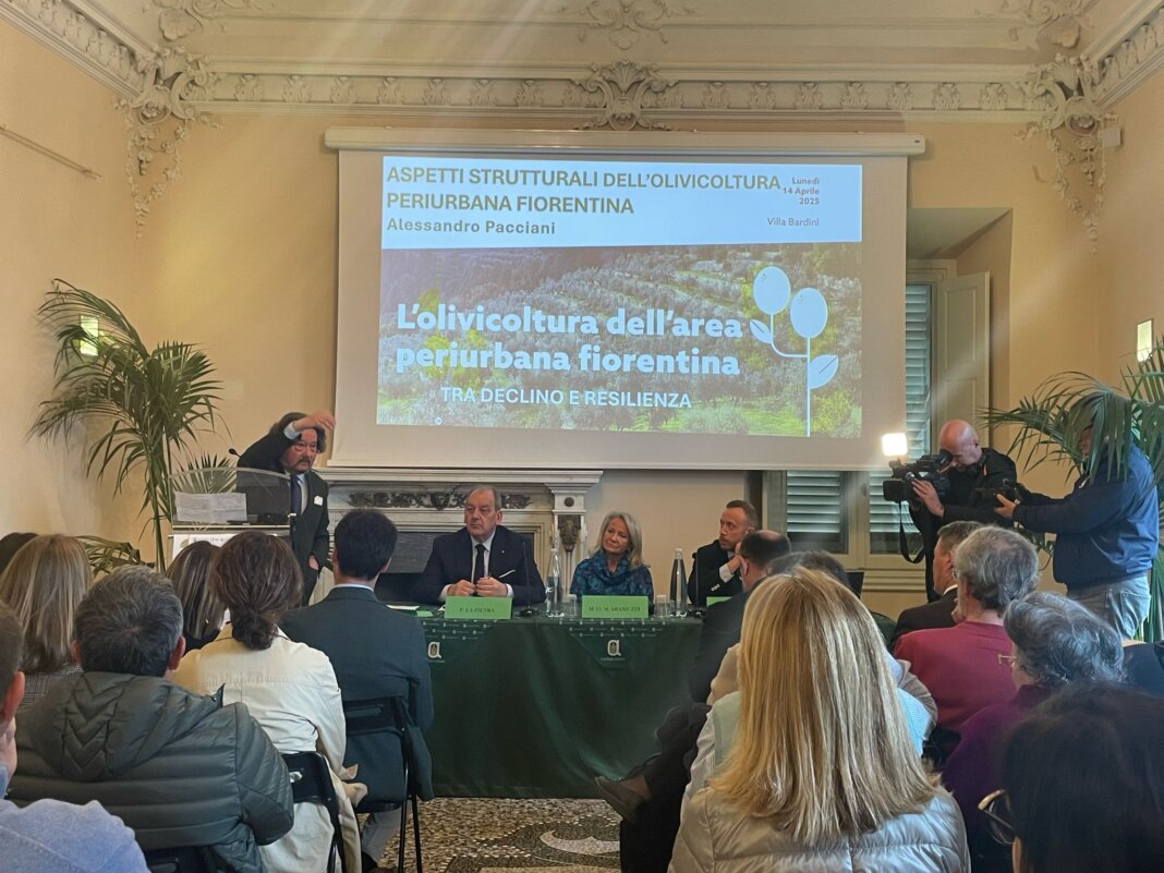 A Firenze in 40 anni perso il 40 per cento della superficie coltivata ad olivo