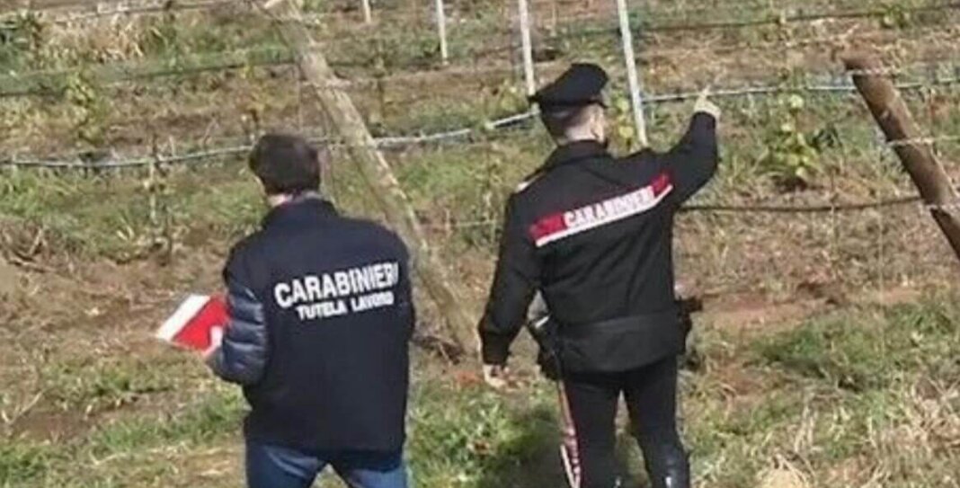 Lavoratori al nero nei vigneti sulle colline del Candia: maximulta al titolare di un'azienda agricola