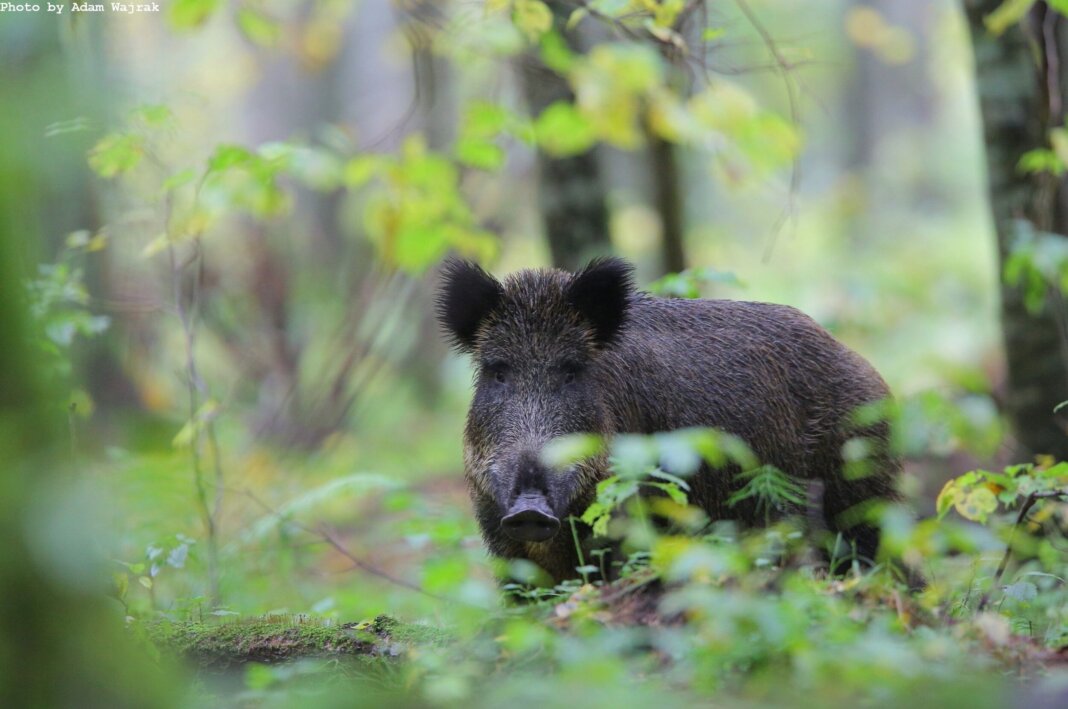 Cinghiale