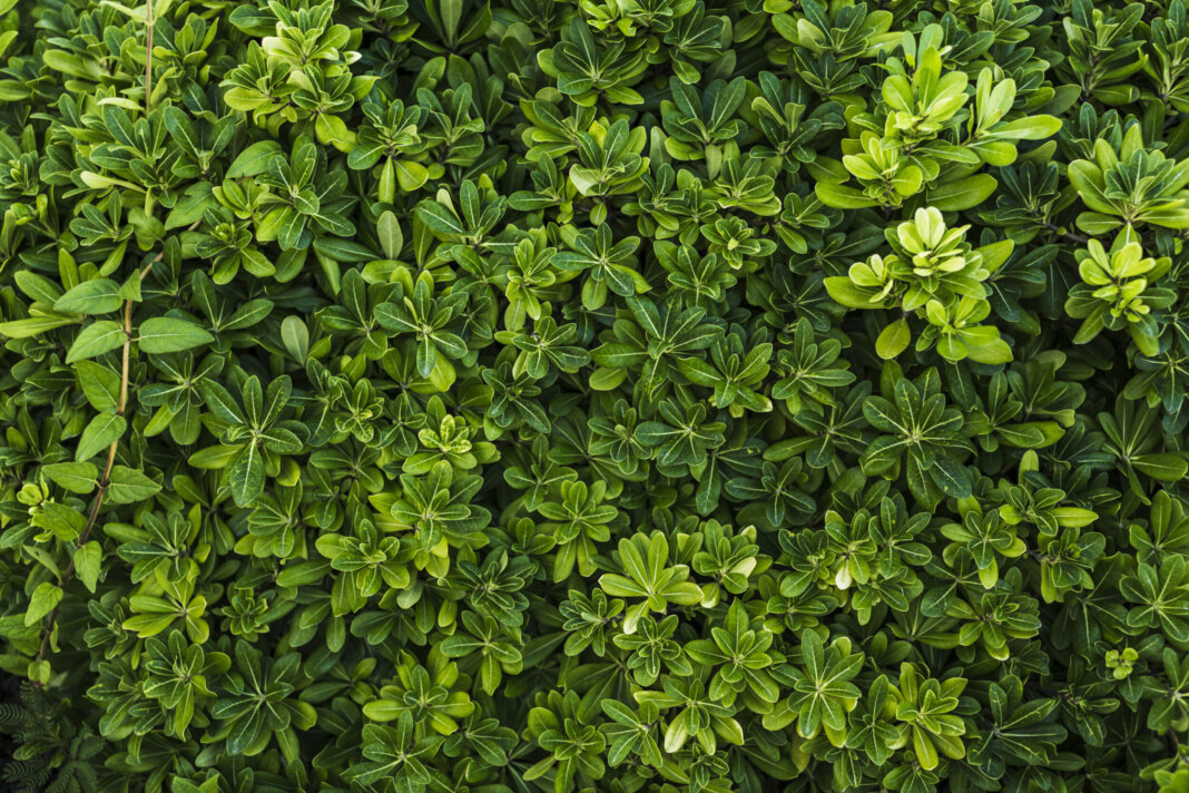 piante